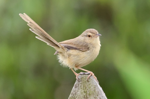 Plain Prinia