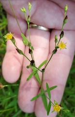 Hypericum canadense