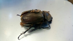 Trypoxylus dichotomus septentrionalis