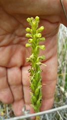Platanthera michaelii