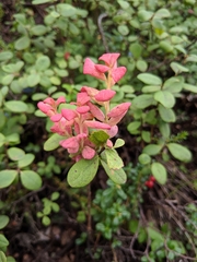 Exobasidium vaccinii-uliginosi