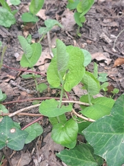 Leonardo Ancillotto, CC BY, iNaturalist via GBIF Aristolochia rotunda, photograph Leonardo Ancillotto, CC BY, iNaturalist via GBIF