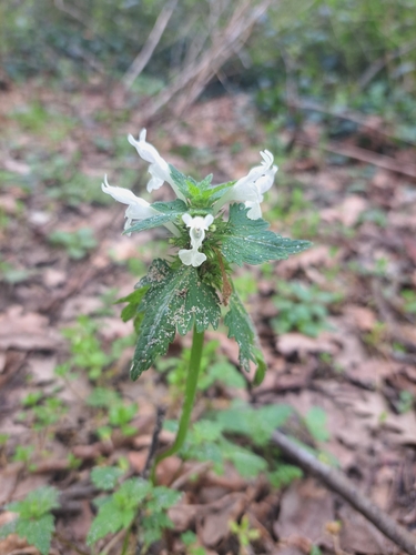 Image of Lamium bifidum by (c) Leonardo Ancillotto, some rights reserved (CC BY)