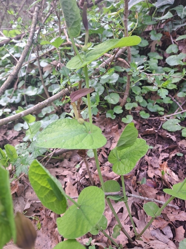 Smearwort (Aristolochia rotunda)