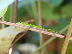 Anolis gemmosus