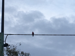 Eolophus roseicapilla