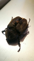 Trypoxylus dichotomus septentrionalis