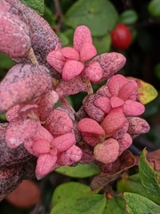 Exobasidium vaccinii-uliginosi