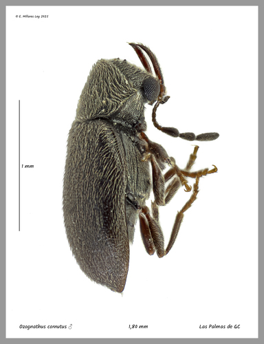 Ozognathus cornutus (LeConte, 1859)