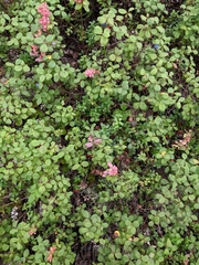 Exobasidium vaccinii-uliginosi