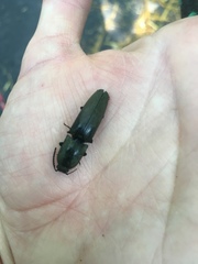 Chalcolepidius viridipilis