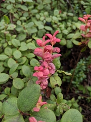 Exobasidium vaccinii-uliginosi