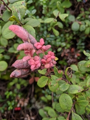 Exobasidium vaccinii-uliginosi