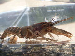 Cambarus halli