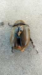 Trypoxylus dichotomus septentrionalis