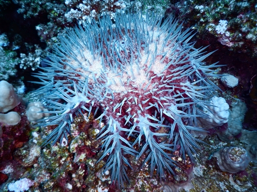Red Sea crown-of-thorns