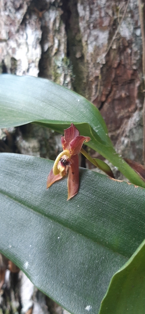 Maxillaria schlimii