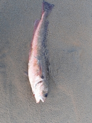 Pseudophycis bachus