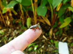 Pristimantis actites