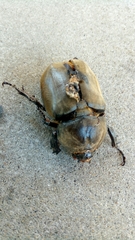 Trypoxylus dichotomus septentrionalis