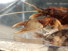 Cambarus englishi