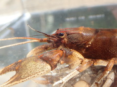 Cambarus englishi