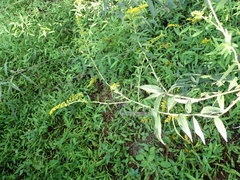 Solidago canadensis canadensis