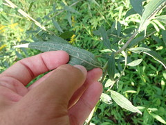 Solidago canadensis canadensis