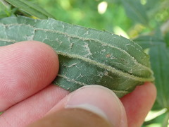 Solidago canadensis canadensis