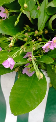 Ceylon spinach (Talinum fruticosum)