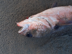 Pseudophycis bachus