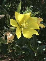 Oenothera elata hirsutissima