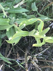 Oenothera elata hirsutissima