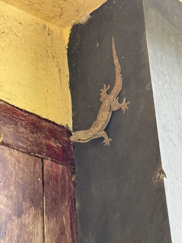 Hemidactylus platyurus