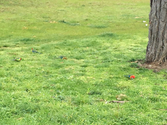 Platycercus eximius diemenensis