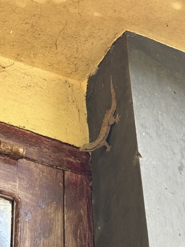 Hemidactylus platyurus