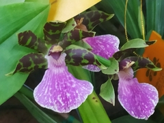 Zygopetalum