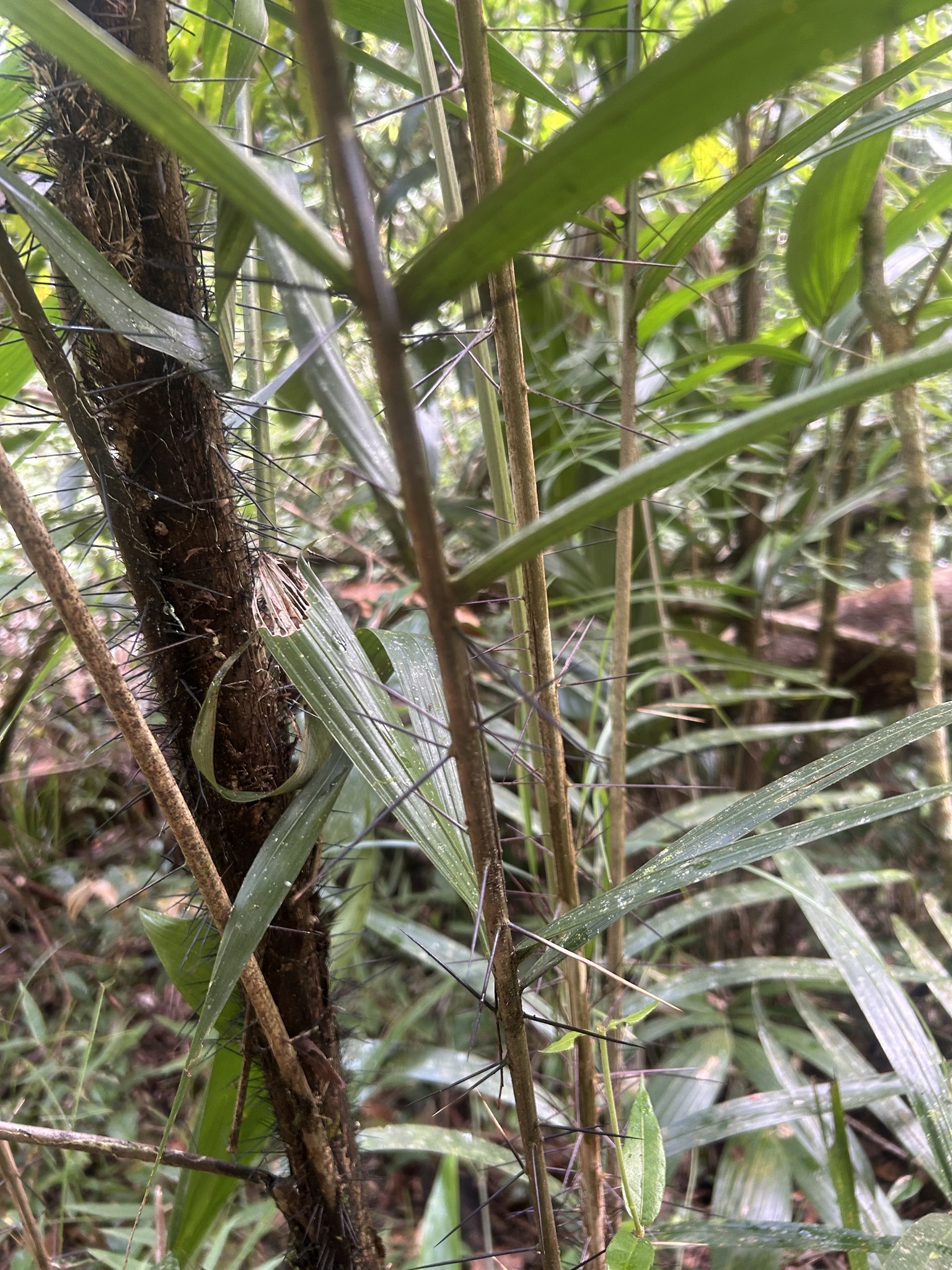 Imagem de Pupunha-brava