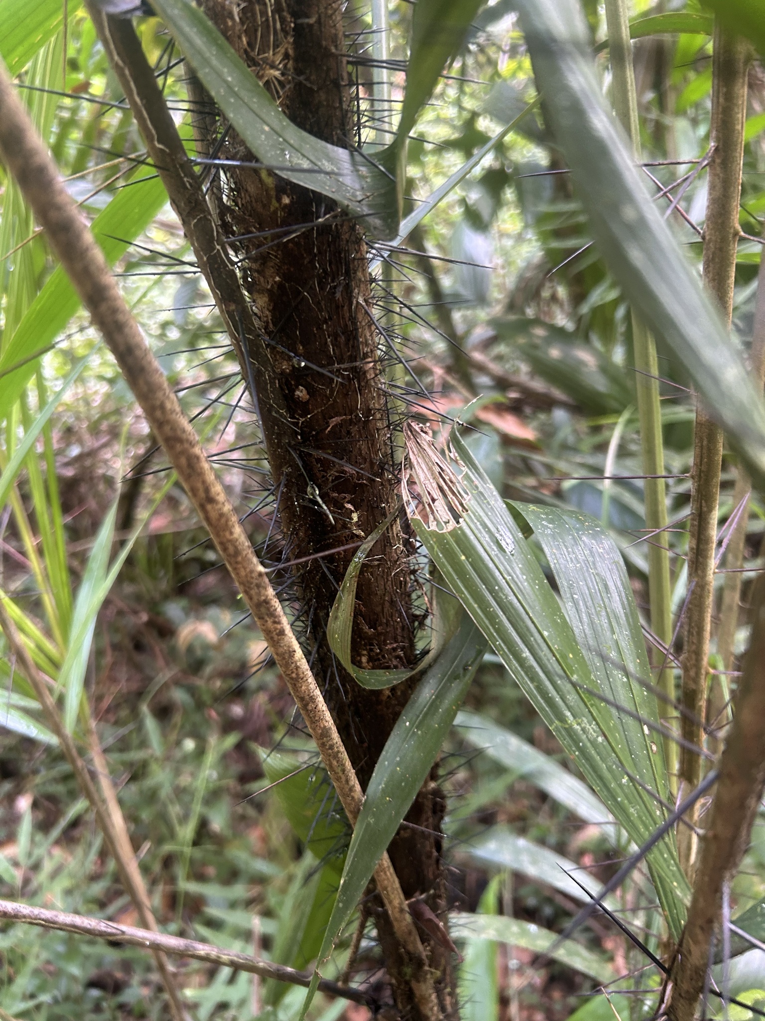 Imagem de Pupunha-brava