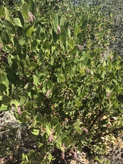 Arctostaphylos insularis