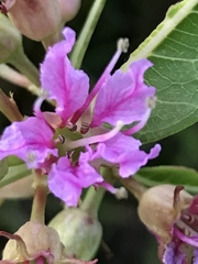 Decodon verticillatus