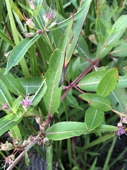 Decodon verticillatus