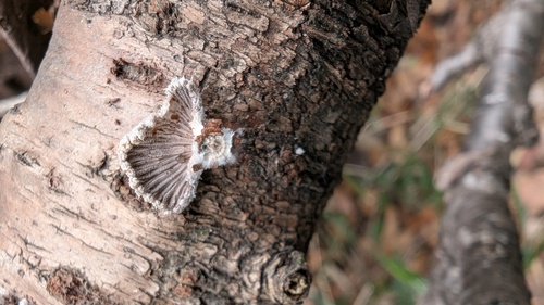 Schizophyllum commune