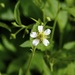 White Avens - Photo (c) Dan Mullen, some rights reserved (CC BY-NC-ND)