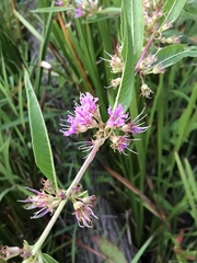 Decodon verticillatus