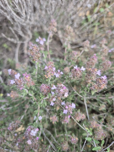 Thymus hyemalis, photograph 4