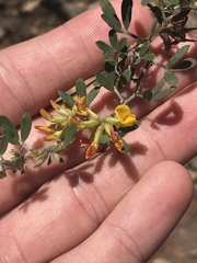 Acmispon dendroideus