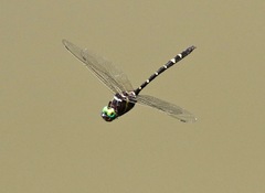 Macromia pacifica × taeniolata