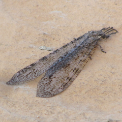 Vella fallax texana