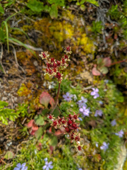 Micranthes occidentalis